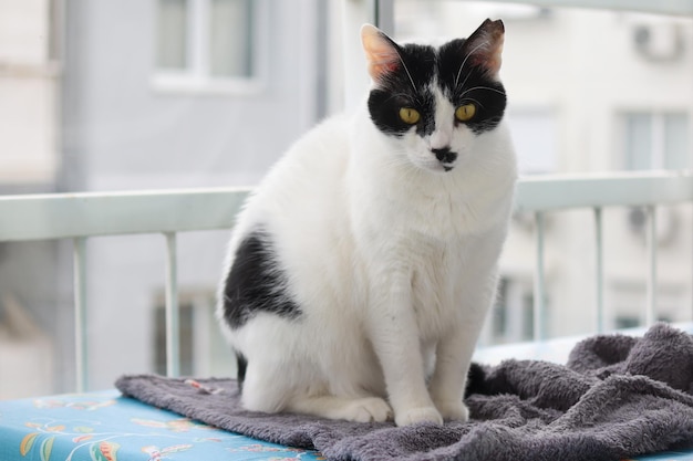 Schwarz-weiße streunende Katze, die auf dem Balkon auf dem Tisch sitzt