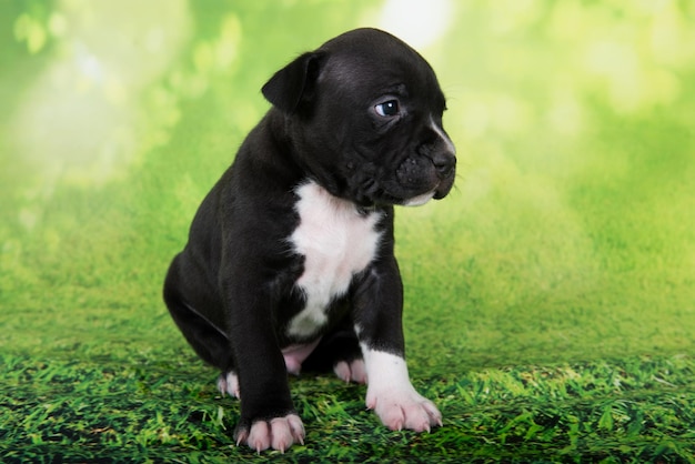 Schwarz-weißer American Staffordshire Terrier-Hund oder AmStaff-Welpe auf grünem Hintergrund