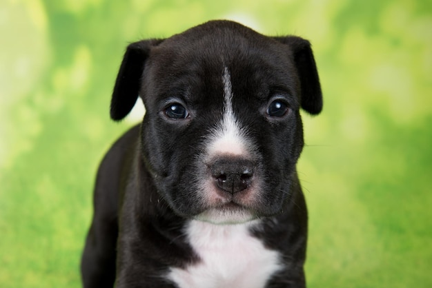 Schwarz-weißer American Staffordshire Terrier-Hund oder AmStaff-Welpe auf grünem Hintergrund