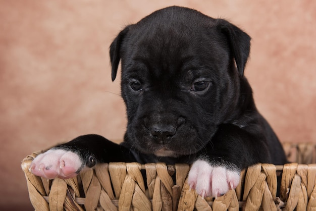 Schwarz-weißer amerikanischer staffordshire-terrierhund oder amstaff-welpe auf braunem hintergrund