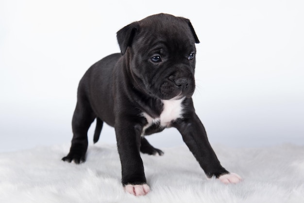 Schwarz-weißer amerikanischer staffordshire-terrierhund oder amstaff-welpe auf weißem hintergrund
