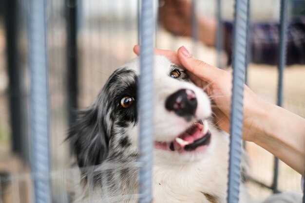 Schwarz-weißer Border-Collie, der auf dem grünen Gras läuft