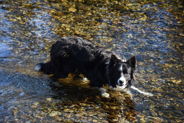 Schwarz-weißer Border Collie Herde Hund hockend im Wasser