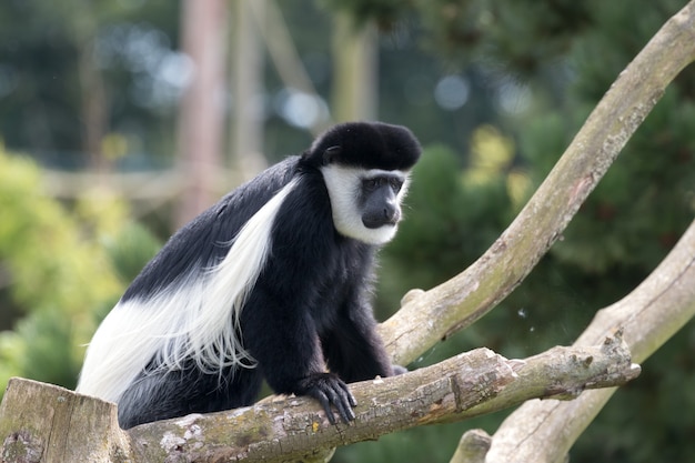 Schwarz-weißer Colobus (Colubus)