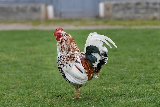 Schwarz-weißer Hahn im Scheunenhof auf einem Gras