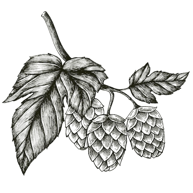 Schwarz-weißer Hopfen png durchsichtig