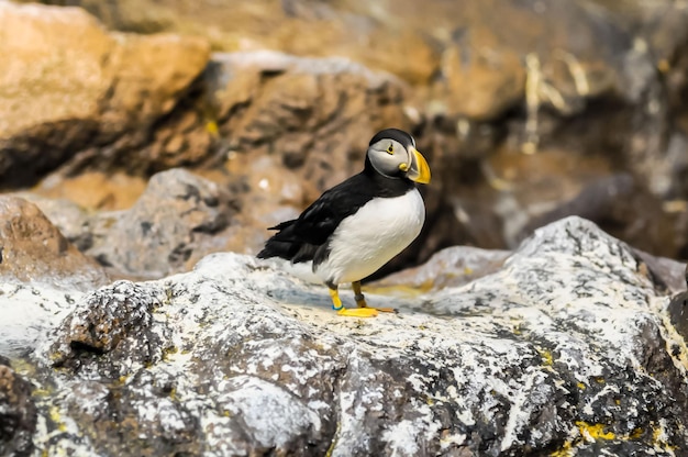 Schwarz-weißer Pinguin an einem kalten Ort