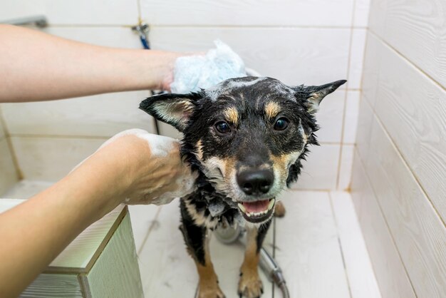 Foto schwarz-weißer shiba inu-hund im salon des hundefriseurs. der hundefriseur wäscht den hund mit seinen händen