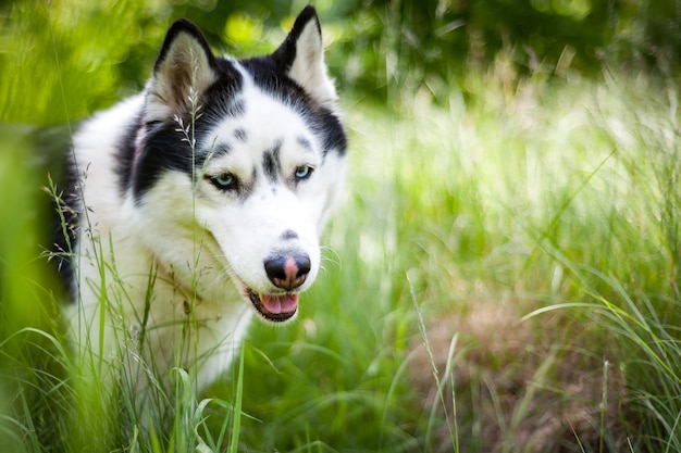 Schwarz-weißer Siberian Husky, der auf dem Sommerfeld spaziert