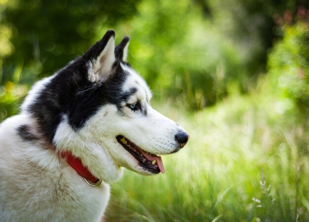 Schwarz-weißer Siberian Husky, der auf dem Sommerfeld spaziert