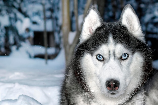 Schwarz-weißer Siberian Husky-Hund mit blauen Augen auf dem Spaziergang im Winterpark Kopierbereich