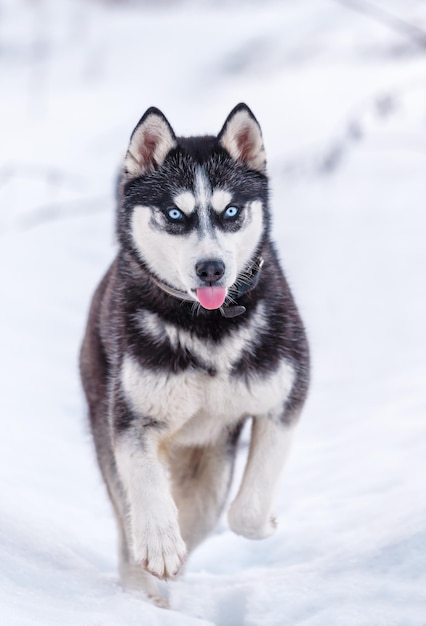 Schwarz-weißer sibirischer Husky auf dem Schnee