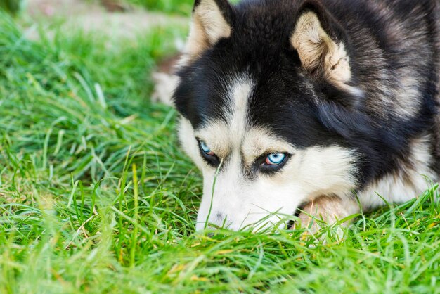 Schwarz-weißer sibirischer Husky auf der Wiese