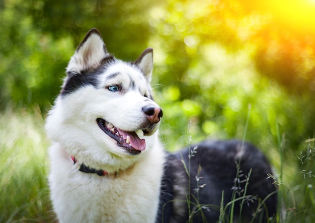 Schwarz-weißer sibirischer Husky, der im Sommerfeld spaziertxA