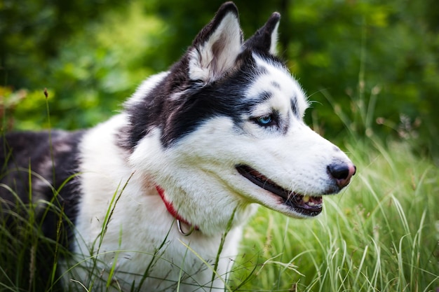 Schwarz-weißer sibirischer Husky, der im Sommerfeld spaziertxA