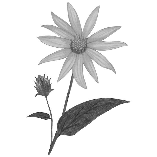 Schwarz-weißer Topinambur mit isolierten Blättern auf weißem Hintergrund. Topinambur-Blumenelement, gezeichnet mit Bleistift