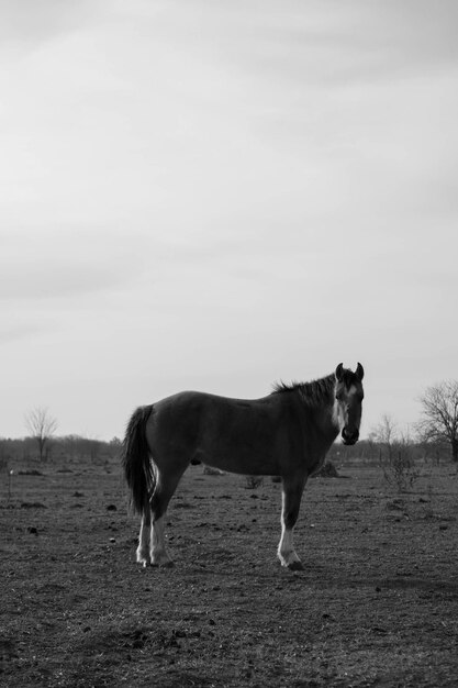 Foto schwarz-weißes foto eines pferdes in der argentinischen landschaft, das auf den kamera-kopierraum schaut