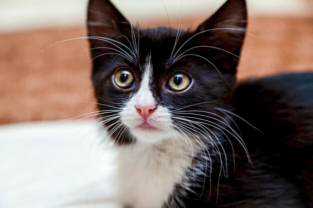 Schwarz-weißes Kätzchen mit einem lustigen Gesicht und einem großen weißen Schnurrbart und Augenbrauen