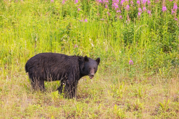 Schwarzbär im Wald, Kanada