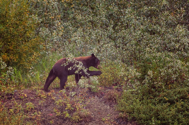 Schwarzbär im Wald