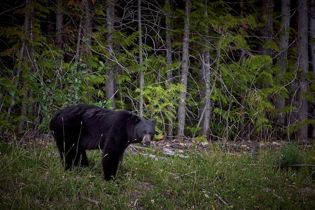 Schwarzbär in Rocky Mountains Kanada