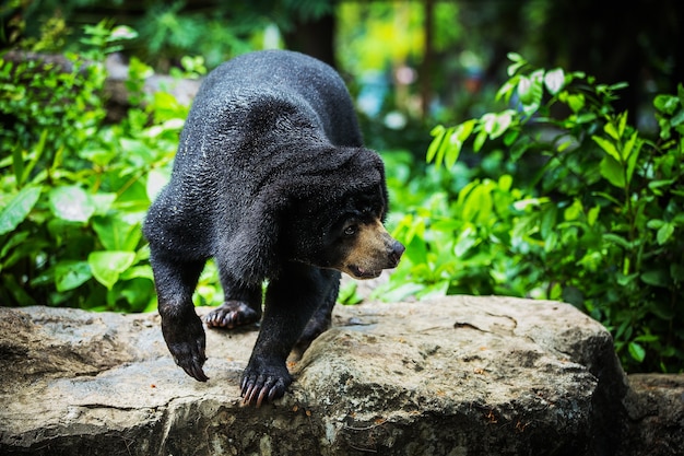 Schwarzbären