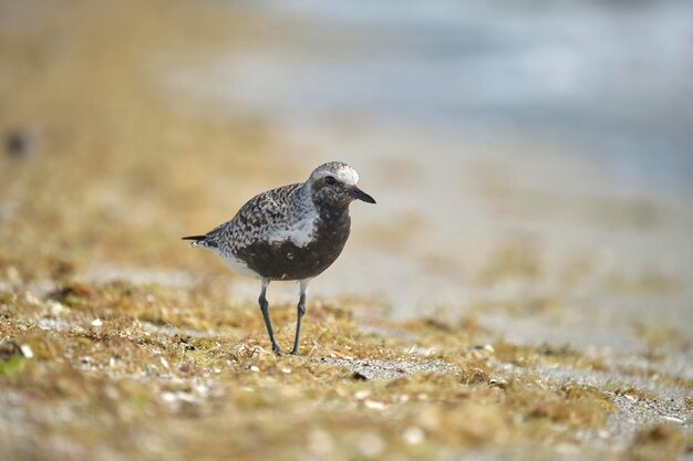 Schwarzbäuchiger Regenpfeifer wilder Seevogel, der im Sommer am Meer nach Nahrung sucht