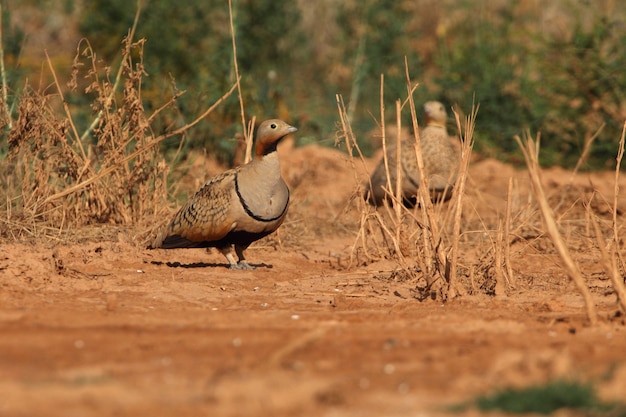 Schwarzbauch-Sandhuhn männlich und weiblich an einem Wasserpunkt in einer spanischen Steppe in den frühen Morgenstunden