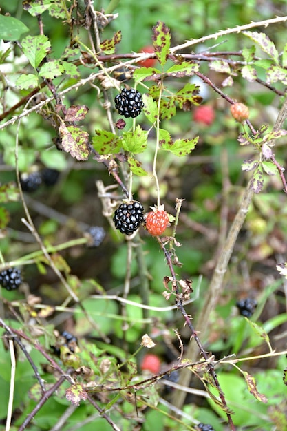 Foto schwarzbeeren wachsen auf bäumen