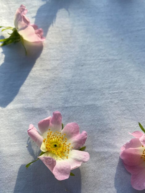 Foto schwarzbeerenblütenblatt oder rosa blütenblätter auf weißen stoffen