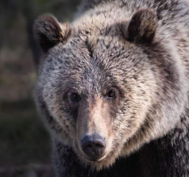 Schwarzbrauner Bär Grizzly wilde gefährliche Tiere