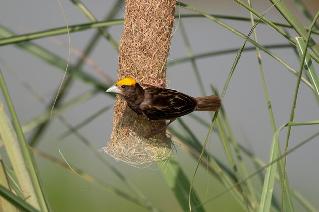 Foto schwarzbrust-weaver hängt mit nest