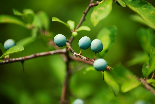 Schwarzdornbeeren auf einem grünen Busch.