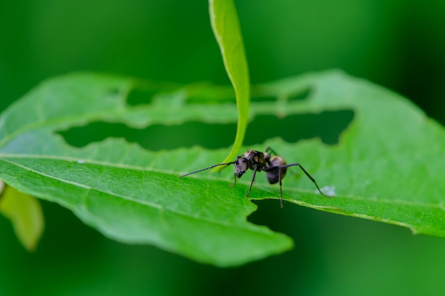 Schwarze Ameise auf grünem Blatt