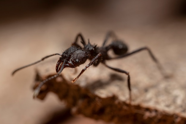 schwarze Ameise, die auf Holz geht