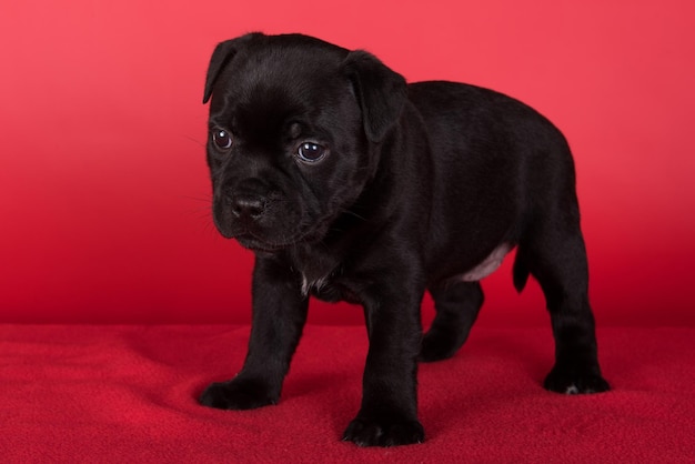 Schwarze amerikanische Staffordshire-Terrier-Hündin oder AmStaff-Welpe auf rotem Hintergrund