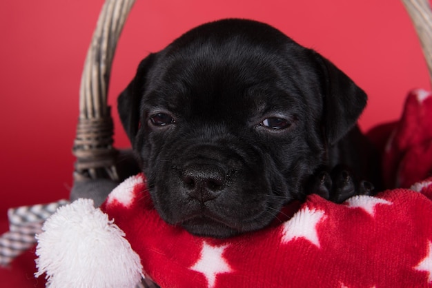 Schwarze amerikanische Staffordshire-Terrier-Hündin oder AmStaff-Welpe auf rotem Hintergrund