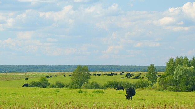 Schwarze Angus-Rinder weiden auf Ackerland, Kühe weiden auf einer grünen Sommerwiese