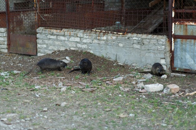 Schwarze Bisamratte auf der Farm, die auf der Straße nach Nahrung sucht.