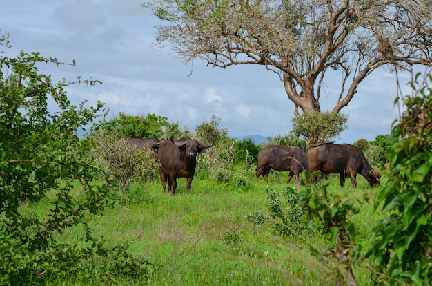 Schwarze Büffel in der Savanne Tsavo Ostkenia Afrika