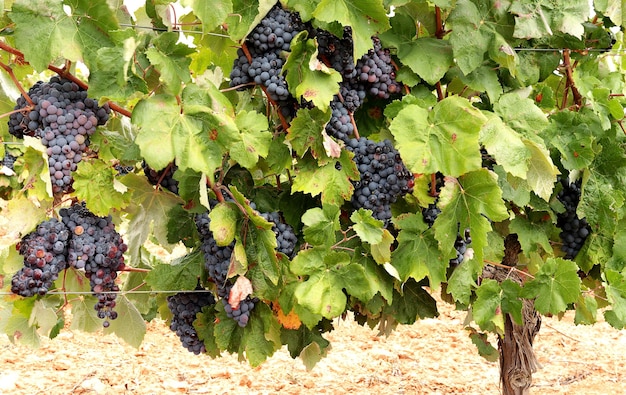 Schwarze Cabernet-Sauvignon-Trauben warten auf die Ernte