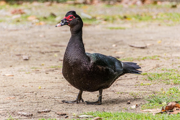 Schwarze Ente im Freien auf einem Platz in Rio de Janeiro