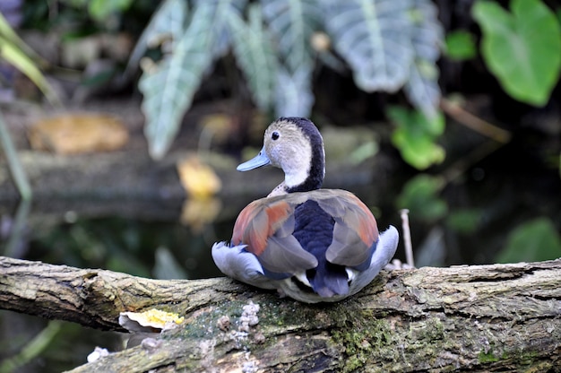 Schwarze Ente sitzt auf einem Baum, männliche Wildente außerhalb des Wassers