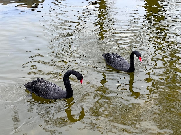 Schwarze Enten auf dem See