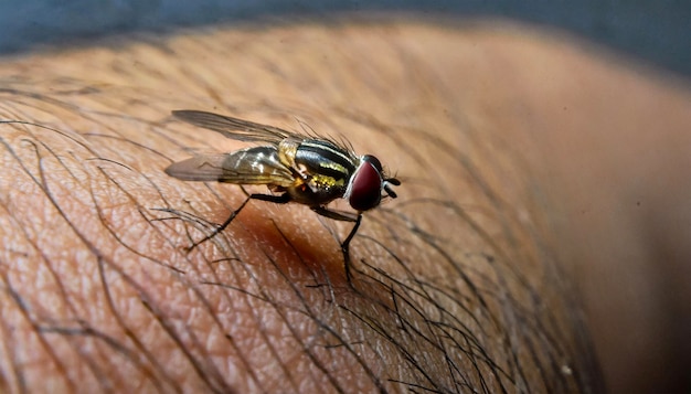 Foto schwarze fliege auf menschlicher haut