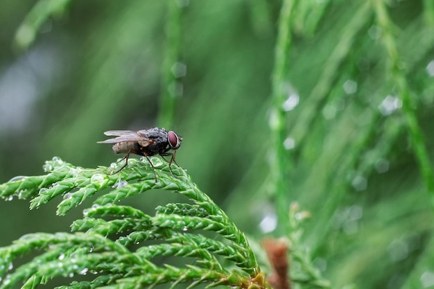 Schwarze Fliege sitzt auf einem grünen Ast aus nächster Nähe