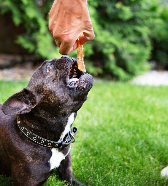 Foto schwarze französische bulldogge auf dem gras frisst getrocknete rindfleischsehne von der hand des mannes. hundesüßigkeiten. kauen für haushunde.