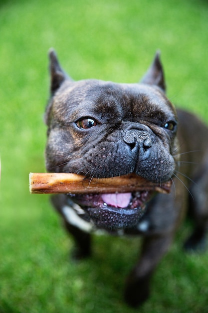 Schwarze französische Bulldogge auf dem Gras isst getrockneten Rindfleischpenis. Hundesüßigkeiten. Kauen für Haushunde.