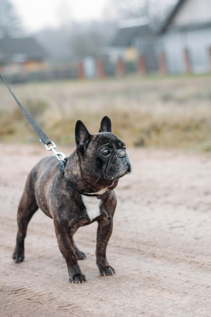 schwarze französische Bulldogge, die bei kaltem Wetter spazieren geht