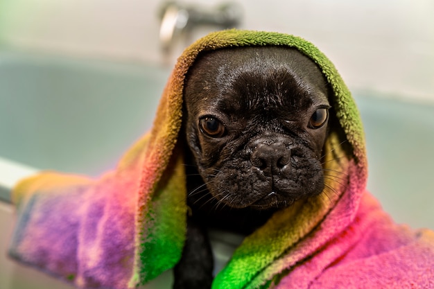 Schwarze französische Bulldogge nach dem Bad mit Regenbogentuch